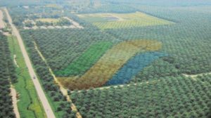 2026, PTPN III Bidik Pendapatan Naik 40%, Tapi Laba Turun Tipis